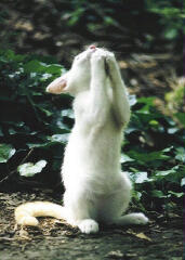 prayingcat2.jpg